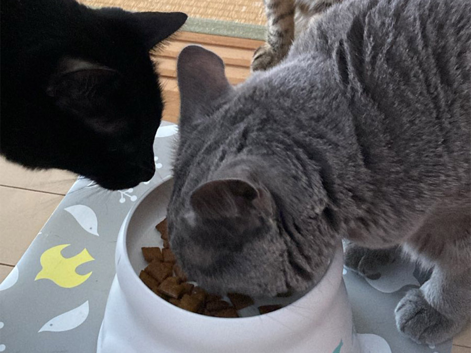 ご飯を食べる3にゃん