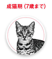 成猫期（7歳まで）