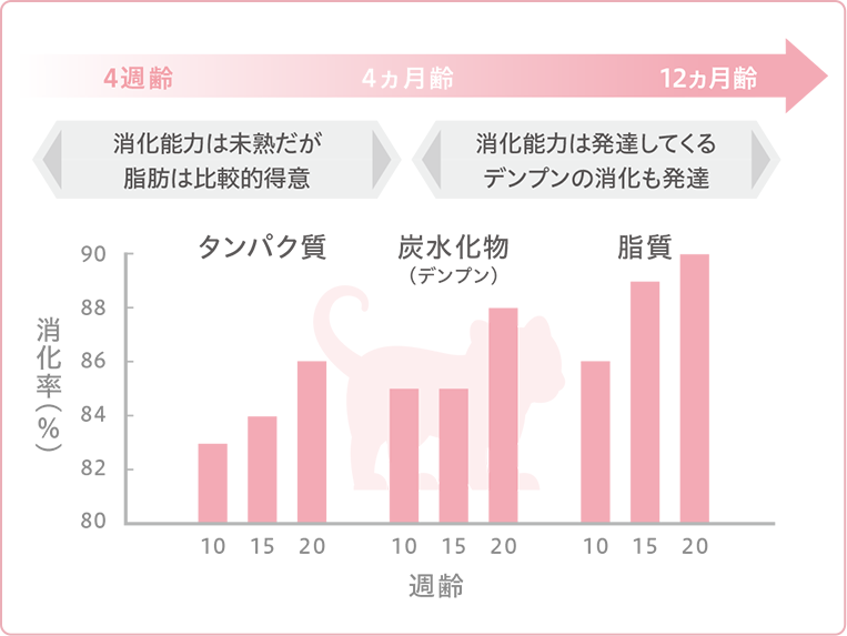 4週齢～4ヵ月齢までは消化能力は未熟だが脂肪は比較的得意、4ヵ月齢～12ヵ月齢になると消化能力が発達してくる デンプンの消化も発達