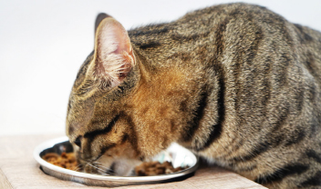 ご飯を食べている猫