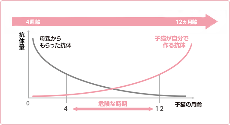 4ヵ月～12ヵ月齢までは抗体が少なく危険な時期