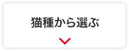 猫種から選ぶ