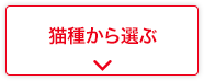 猫種から選ぶ