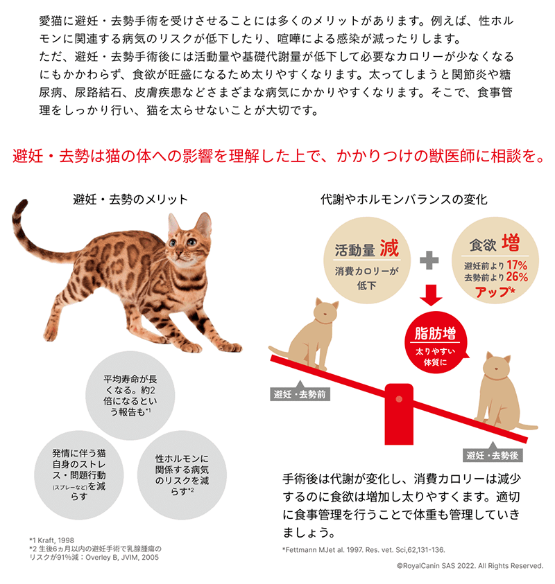 避妊・去勢は猫の体への影響を理解した上で、かかりつけの獣医師に相談