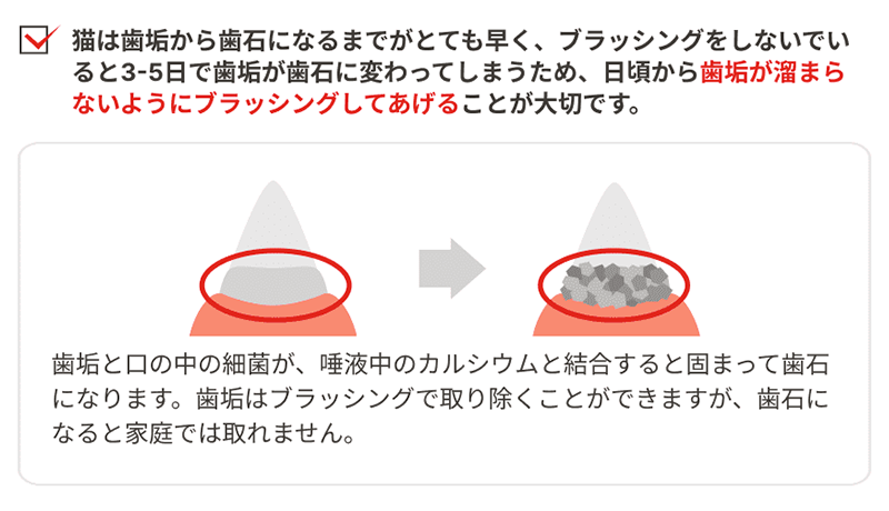 猫は歯垢から歯石になるまでがとても早く、ブラッシングをしないでいると3-5日で歯垢が歯石に変わってしまうため、日ごろから歯垢が溜まらないようにブラッシングしてあげることが大切です。