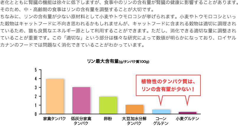 老化とともに腎臓の機能は徐々に低下しますが、食事中のリンの含有量が腎臓の健康に影響することがあります。そのため、中・高齢期の食事はリンの含有量を調整することが大切です。
                            ちなみに、リンの含有量が少ない原材料として小麦やトウモロコシが挙げられます。小麦やトウモロコシといった穀物はキャットフードに不向き思われるかもしれませんが、キャットフードに含まれる穀物は適切に調理されているため、猫も良質なエネルギー源として利用することができます。ただし、消化できる適切な量に調整されていることが重要です。この「適切な」という部分は様々な研究によって数値が明らかになっており、ロイヤルカナンのフードでは問題なく消化できていることがわかっています。