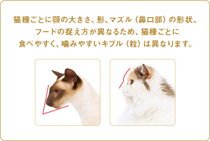 猫種ごとに顎の大きさ、形、マズル（鼻口部）の形状、フードの捉え方が異なるため、猫種ごとに食べやすく、噛みやすいキブル（粒）は異なります。
