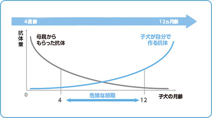 免疫機能維持のサポート