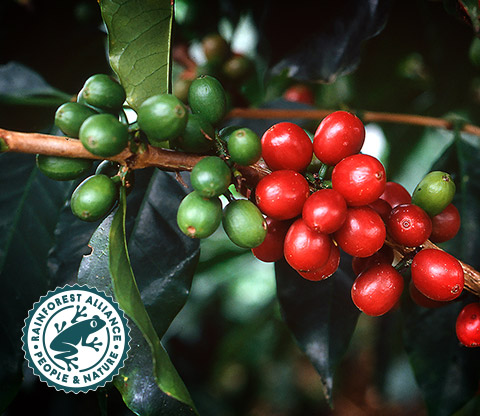 レインフォレスト・アライアンス認証農園産コーヒー豆100%使用